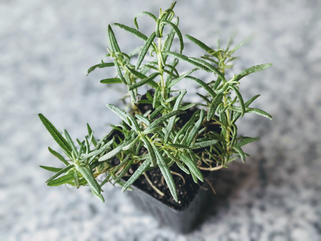 Rosemary Plant on Granite Table