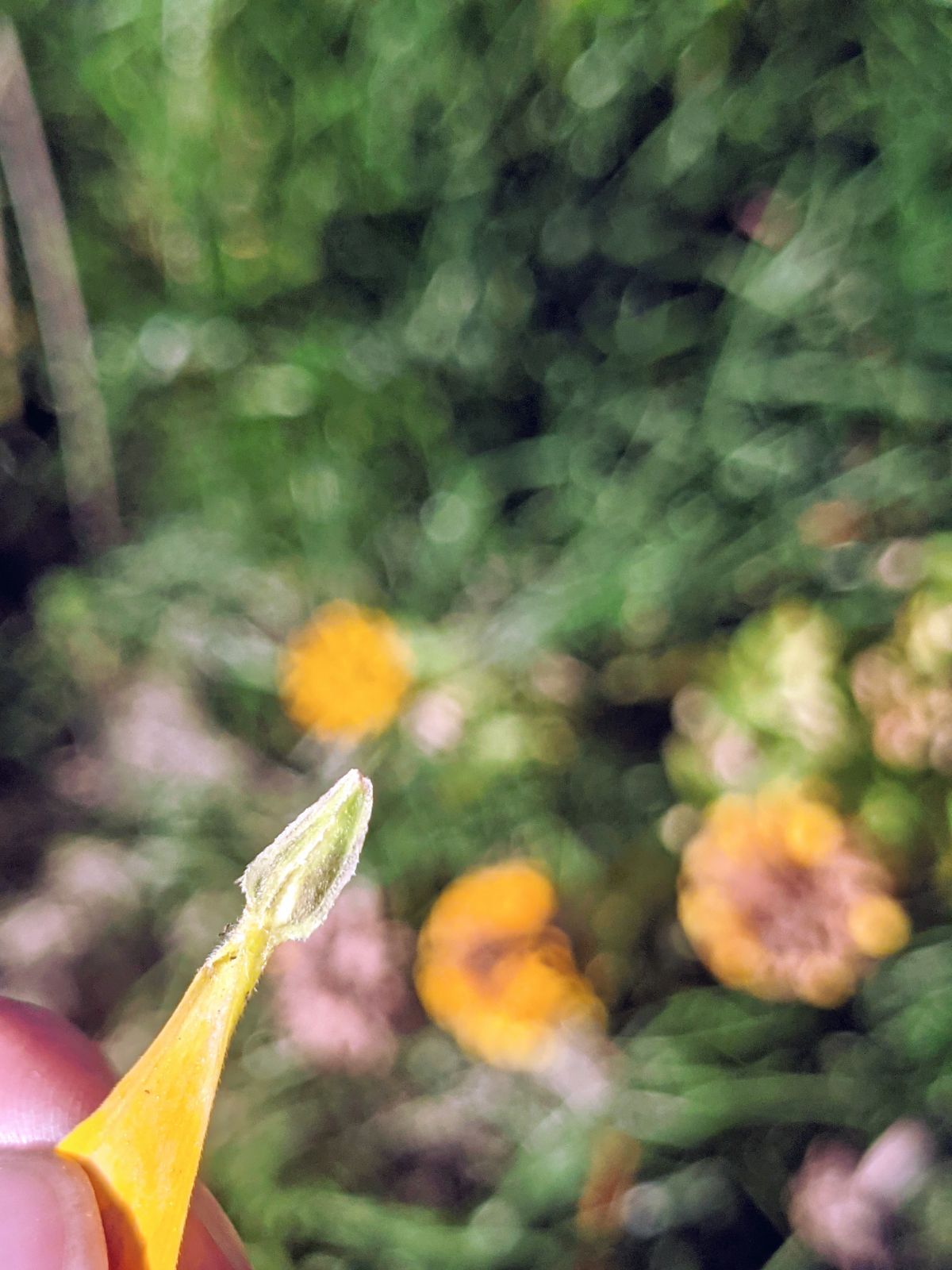 Saving seeds from zinnias is easy - sometimes just pull a petal!