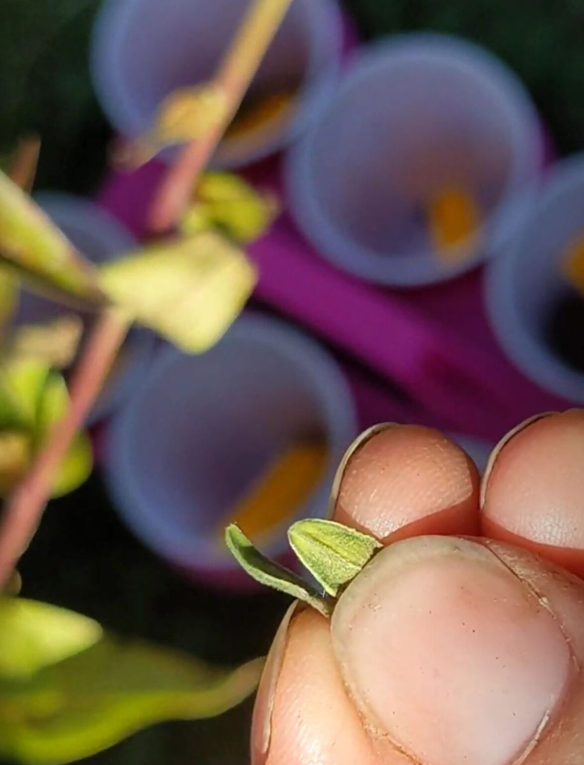 How to Harvest Zinnia Seeds Endless New Blooms Bunny's Garden