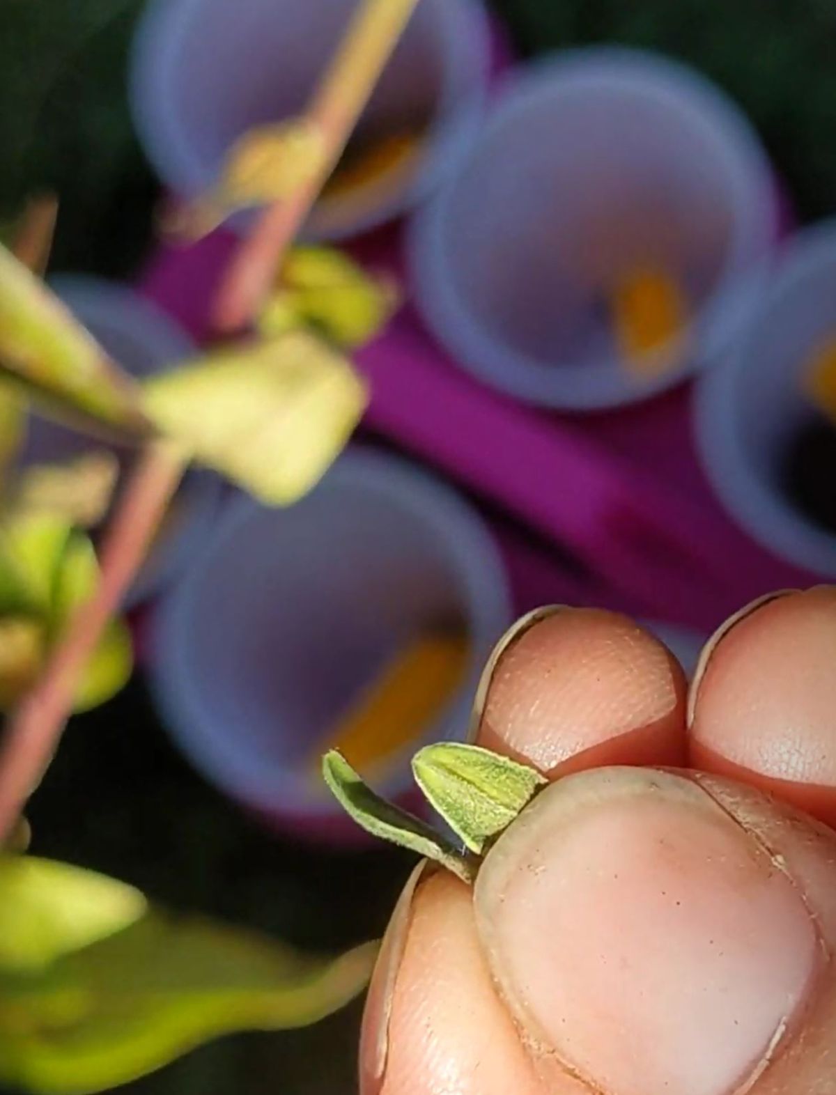 Saving green zinnia seeds - hand holding two seeds