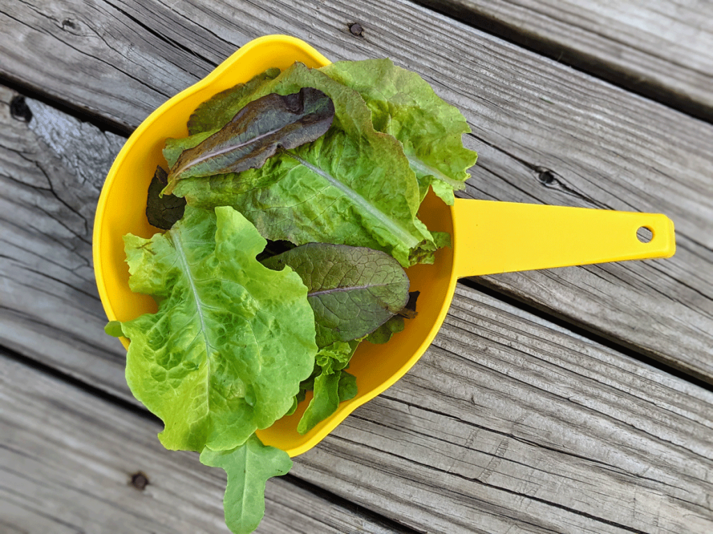 Leaf Lettuce in Yellow Colander on Wooden Deck - What to plant in September