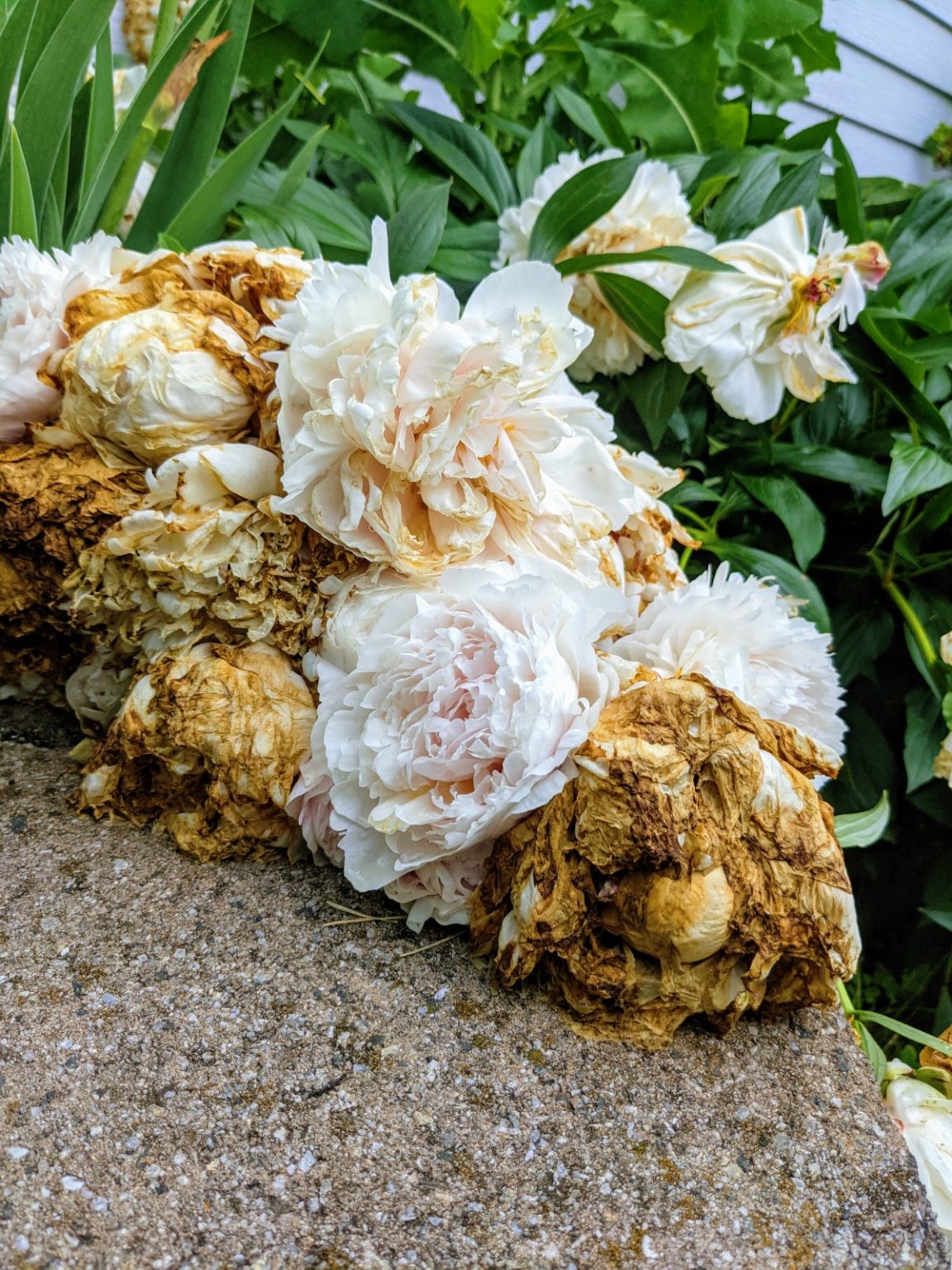 How to Deadhead Peonies Deadheading Peony Flowers Helps! Bunny's Garden