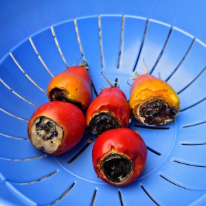 Tomatoes Black on Bottom | Understanding Tomato Rot