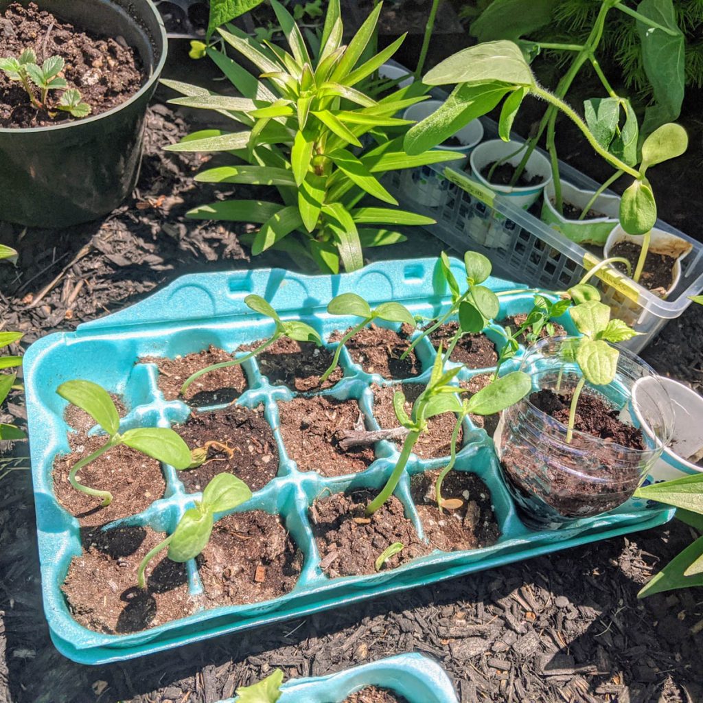 Underwatered plants in an egg carton show lighter colored soil