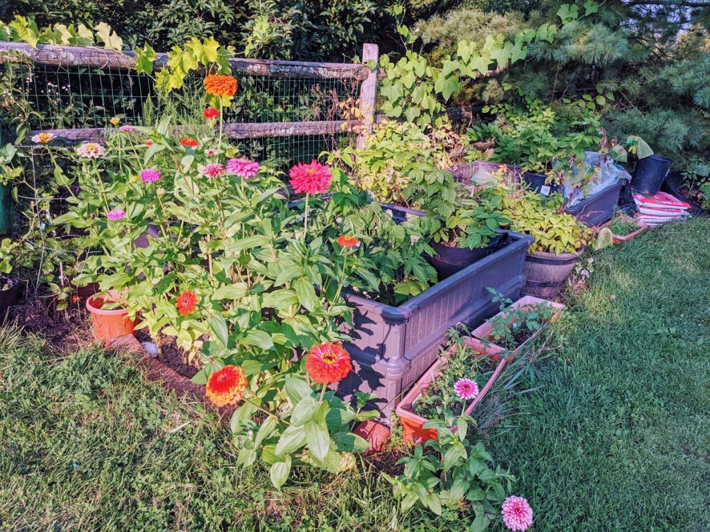 Where to Plant Zinnias in Vegetable Garden - I made a border!
