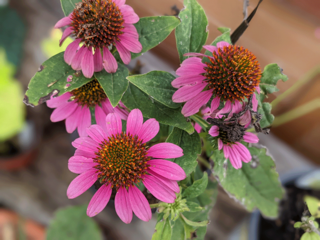 Wildberry Coneflower Echinacea - Plant Perennials in October for Next Year!