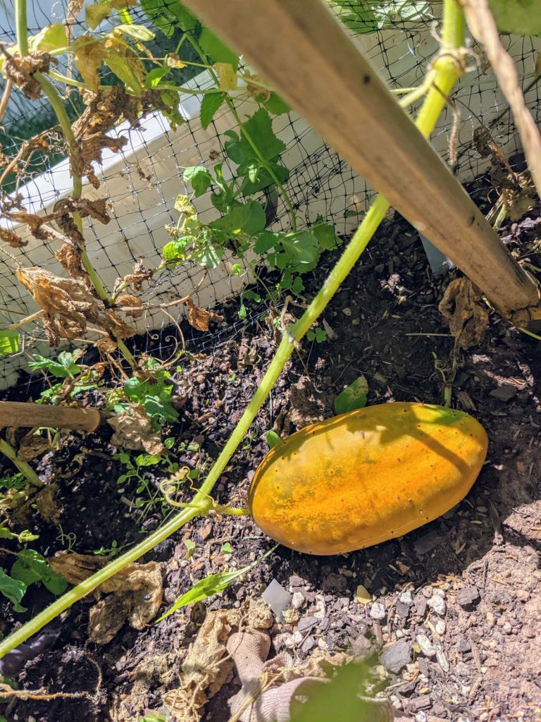 Yellow Cucumber Overripe on the Vine
