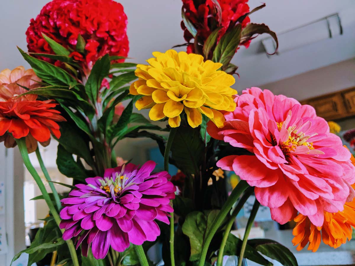 Fall Zinnia and Celosia Bouquet Indoors