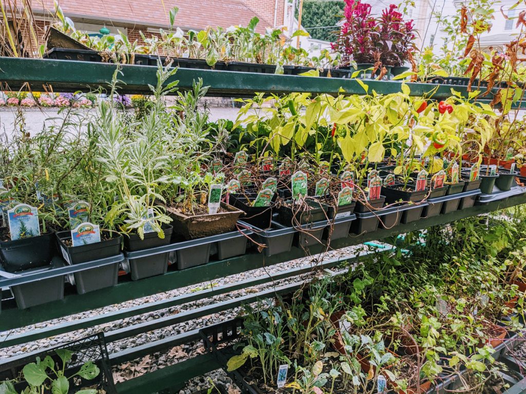 Clearance Herbs, Vegetables and Plants on Sale in Bechtelsville PA