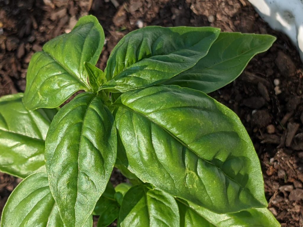 Basil Substitute Ideas - Fresh Basil Growing