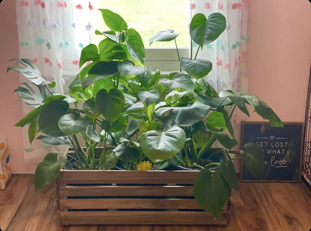 Beautiful Plant Crate in front of a bright and sunny window in a large room, possibly a bedroom - photo courtesy of Indoor plants hanging from an installed plant bar in between rooms - photo courtesy of @kunekunebabes