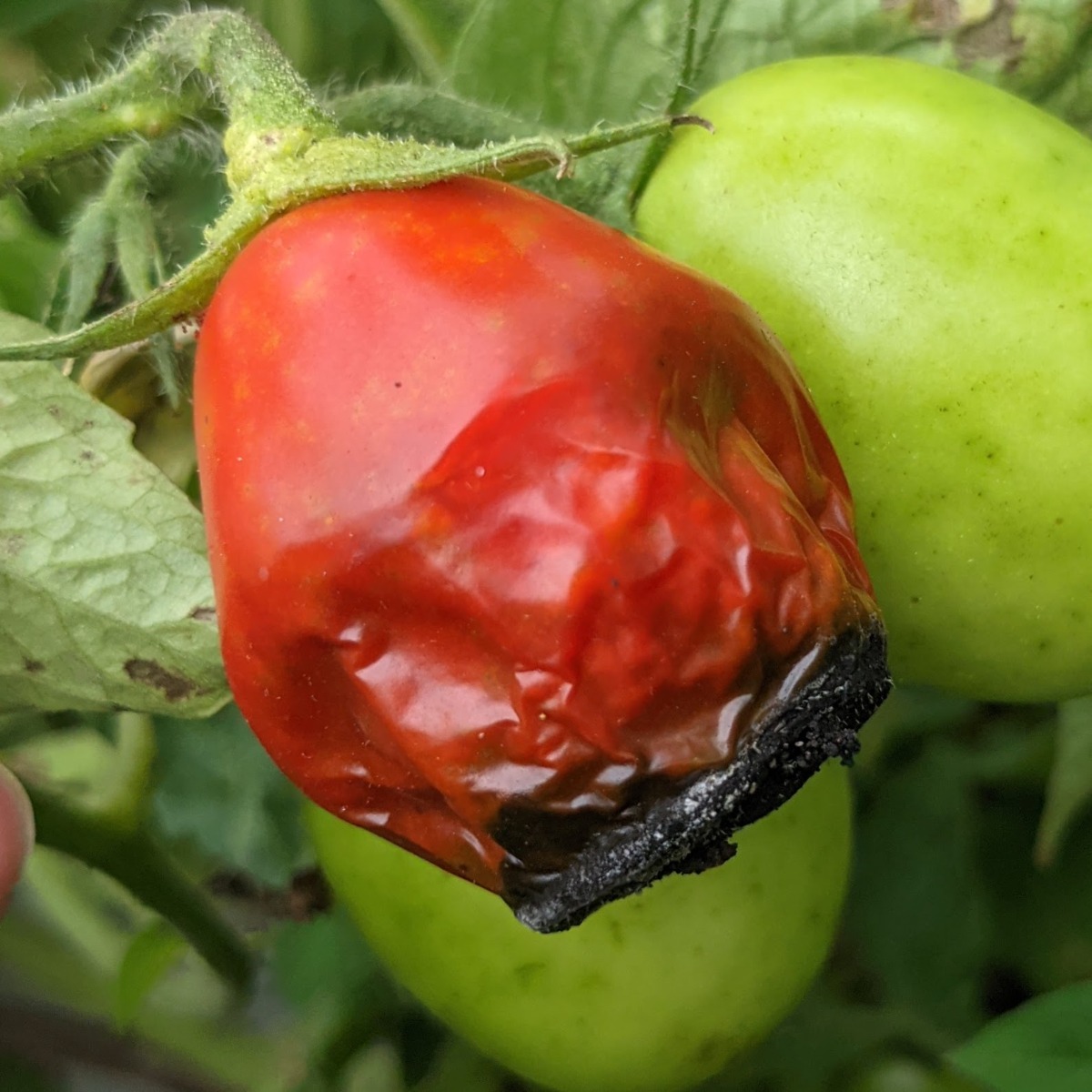 Tomato Blossom End Rot on red Roma tomato