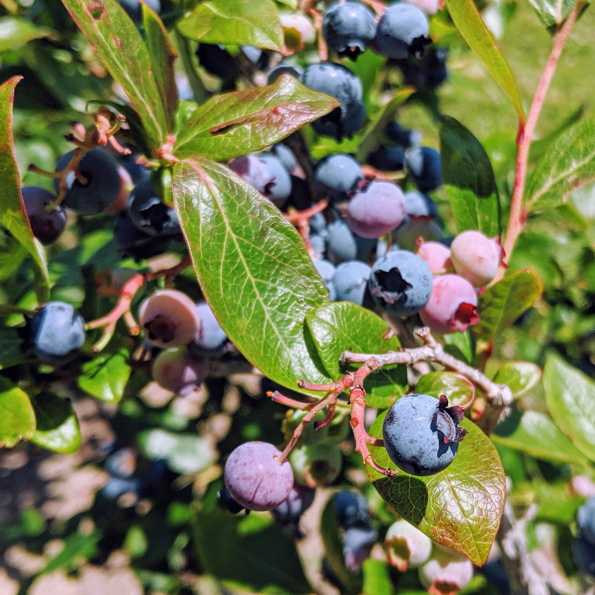 Image of Blueberry bush with cabbage planted nearby