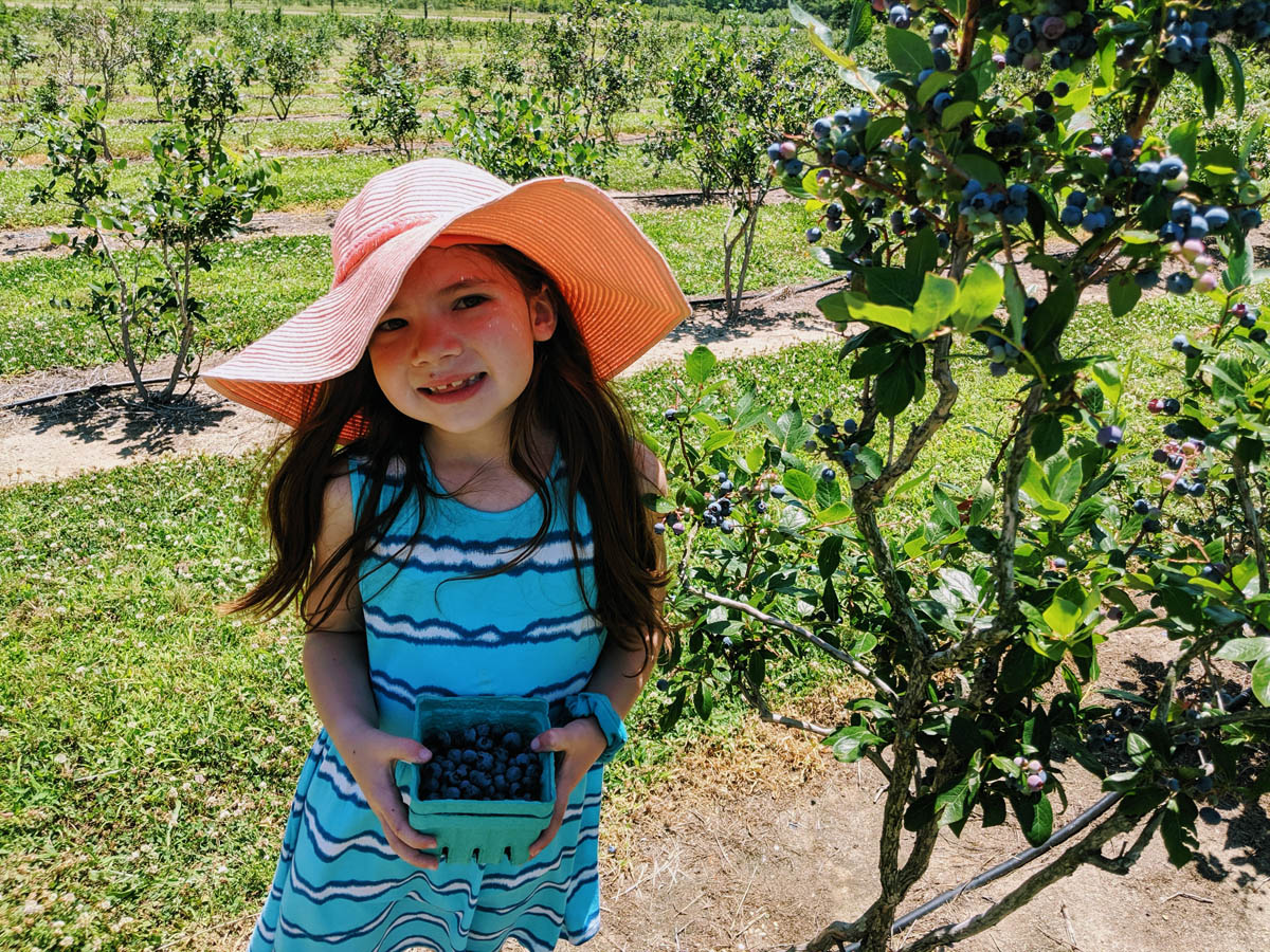 Daughter picking blueberries at a New Jersey Blueberry Farm