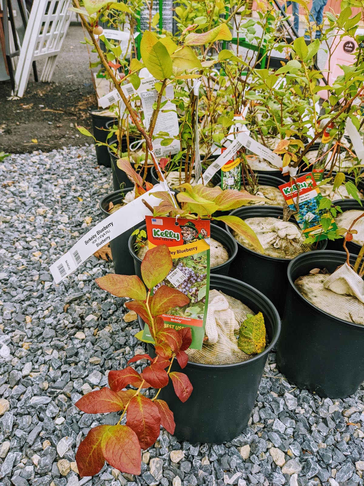 Blueberry Bushes for What to Plant in October in PA Zone 6, from Agway