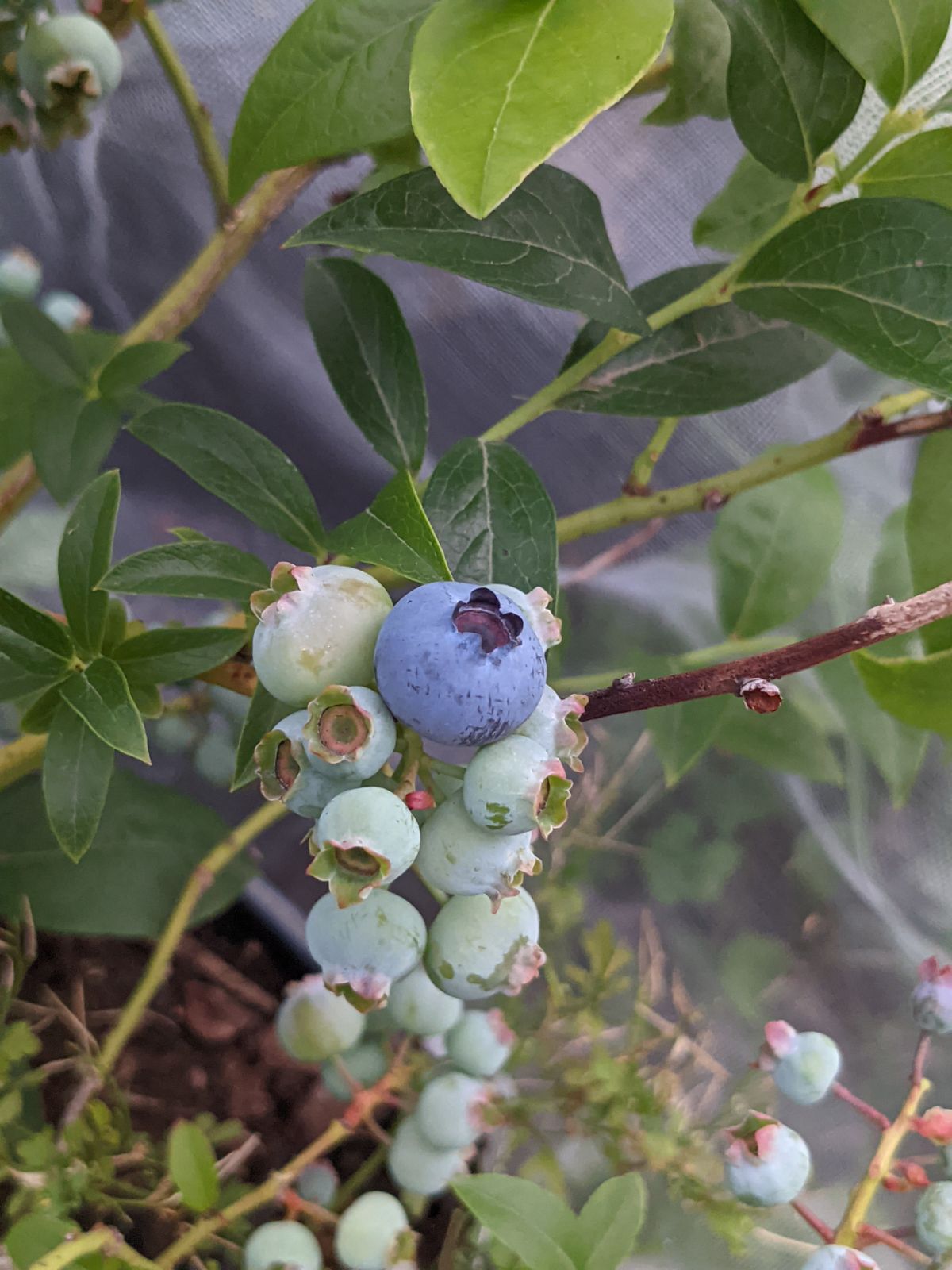 Healthy blueberry plant loaded with berries, under cover