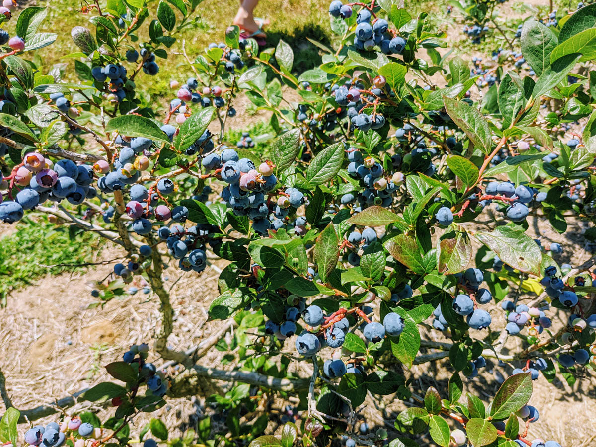 Blueberry bush loaded with berries