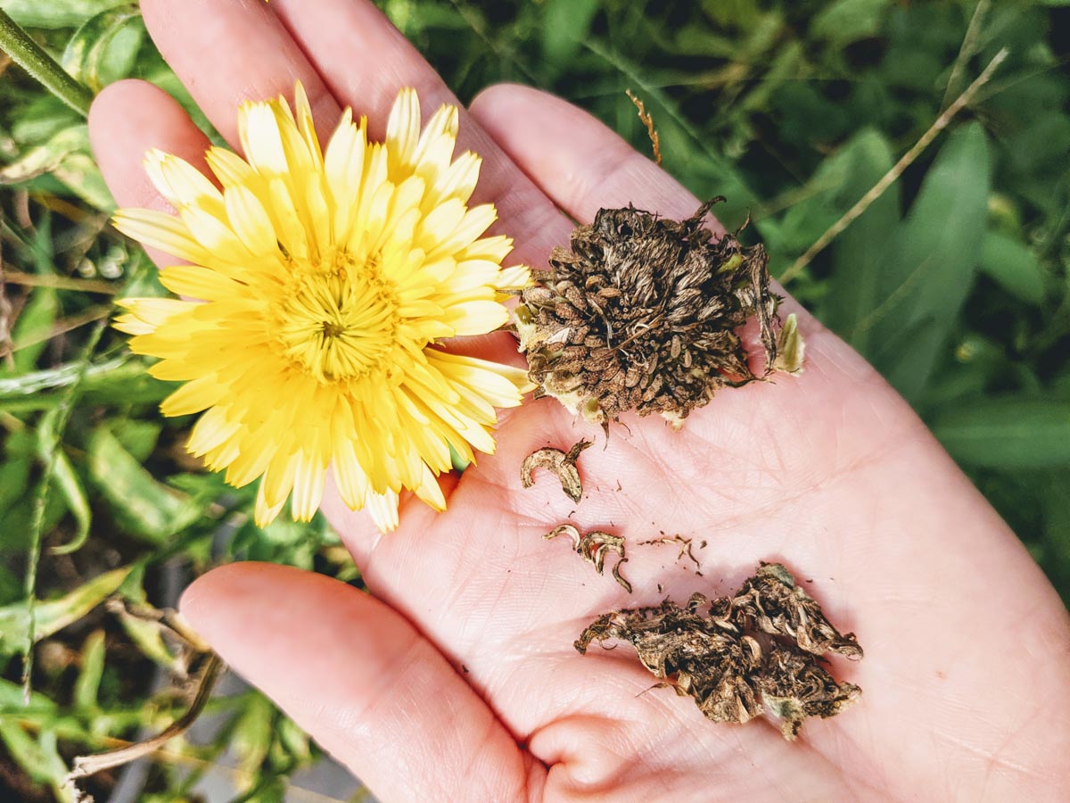 Collecting Calendula Seeds