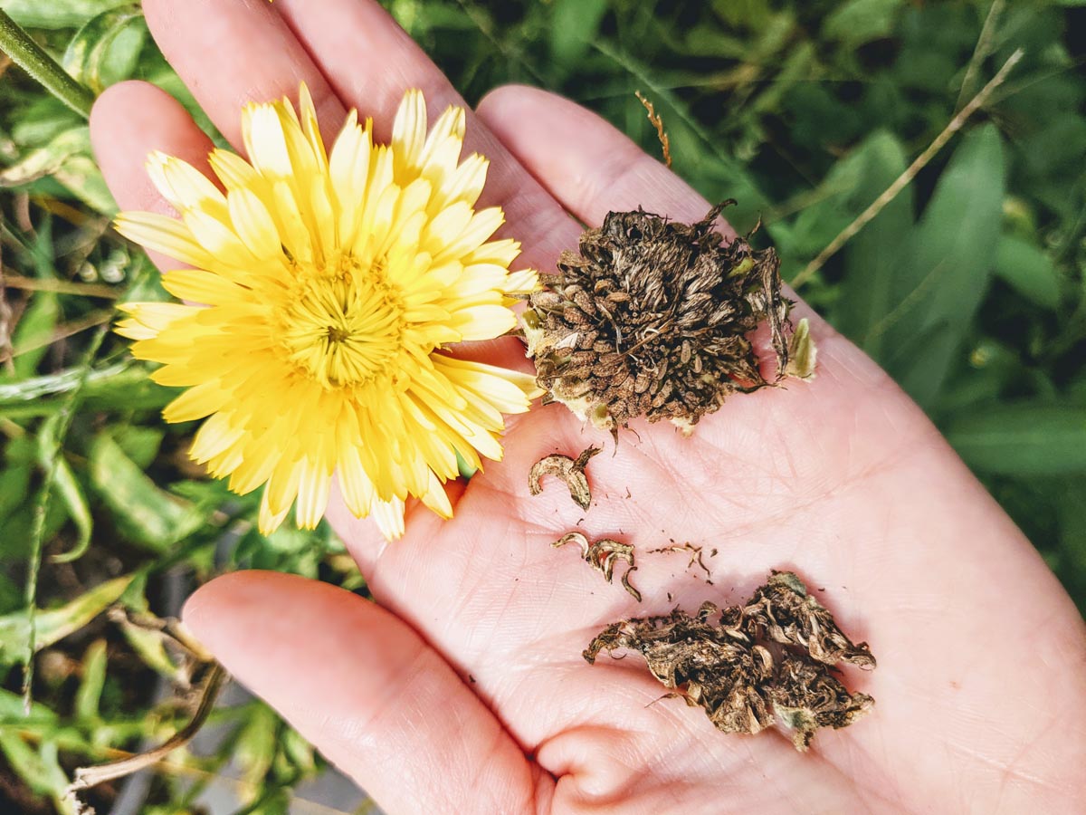 Hand holding Calendula Seeds and yellow calendula flower