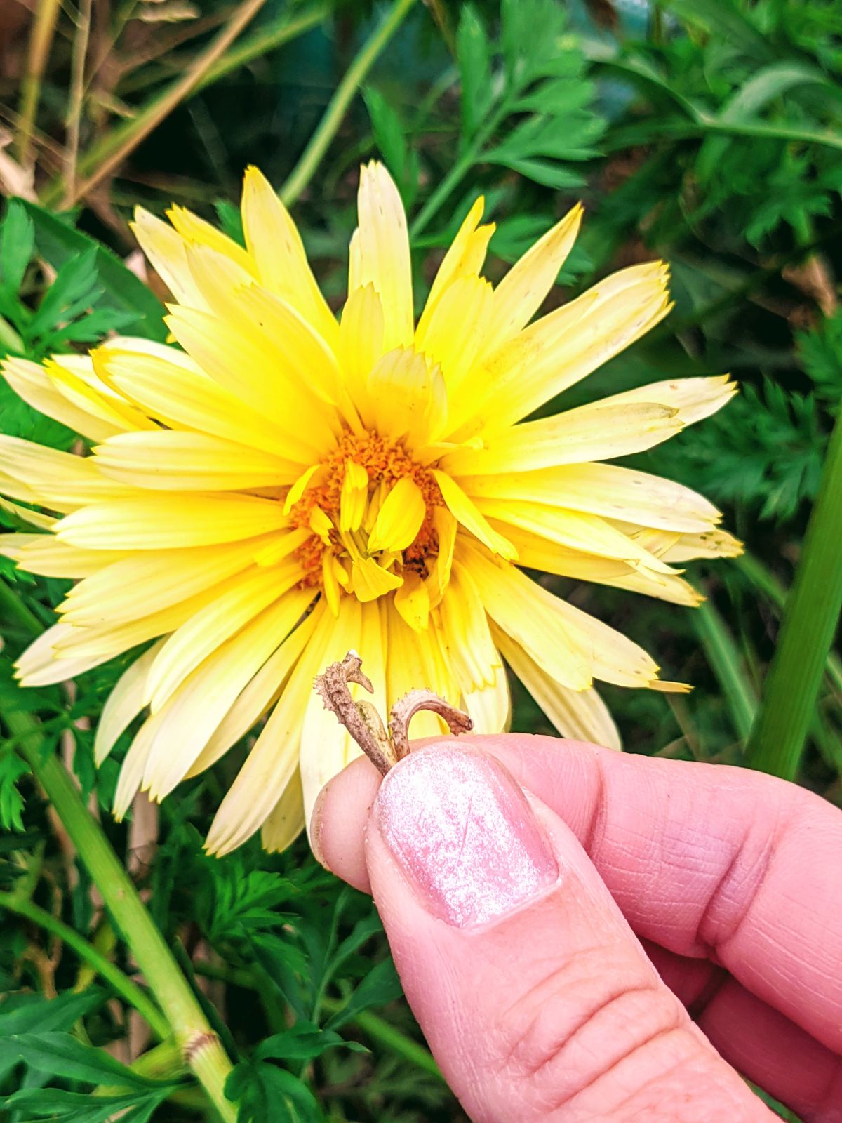 Sunny yellow Calendula flower and seeds