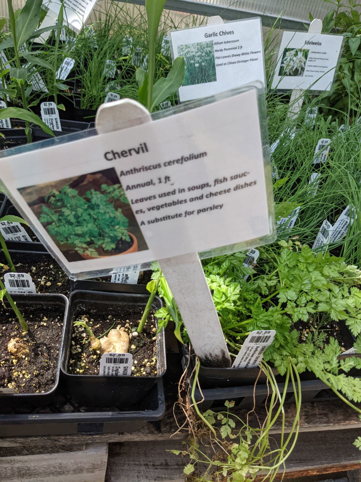Chervil works as a companion plant for raspberry bushes.