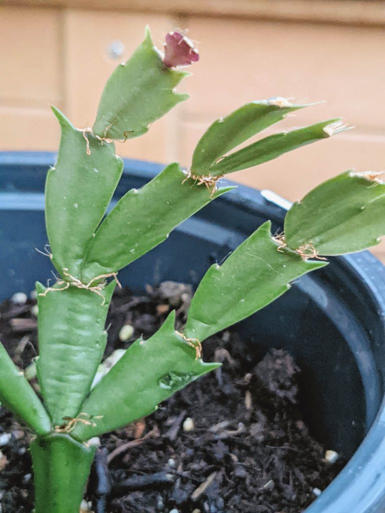 Christmas Cactus Cutting trying to root in a flower pot