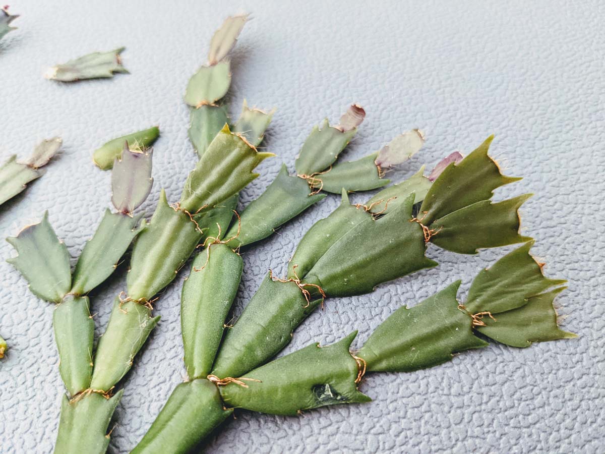 Christmas Cactus Cutting on Gray Background