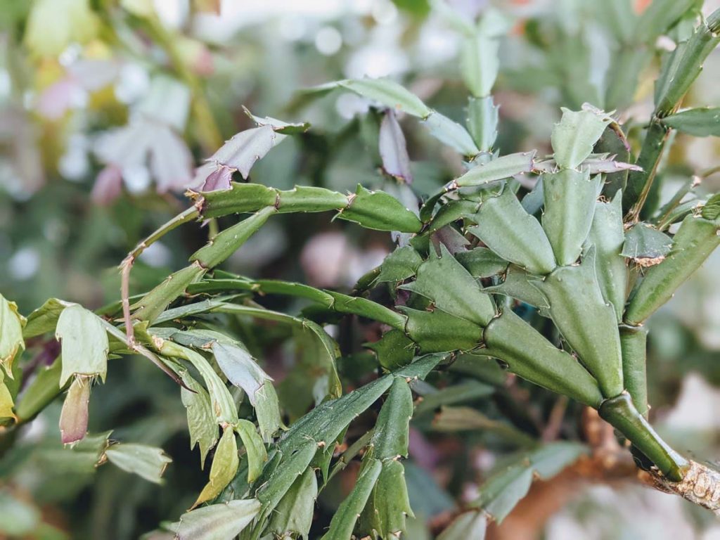 My Dad's Christmas Cactus Plant he gave me