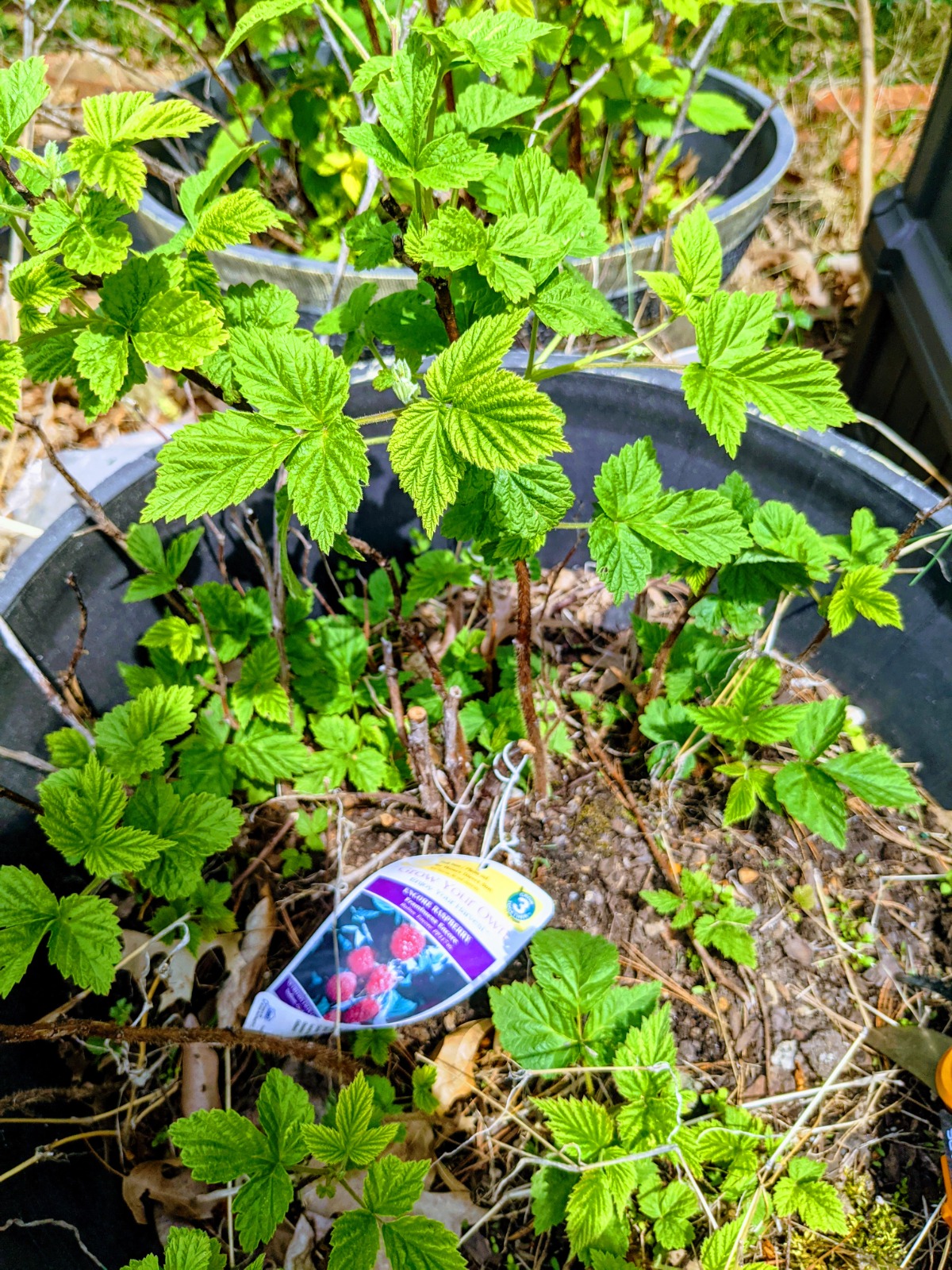 Image of Marigolds raspberry companion plant