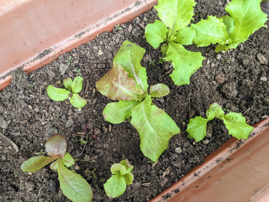 Leaf Lettuce Mix in a Rectangular Planter as a Cool Weather Crop for October