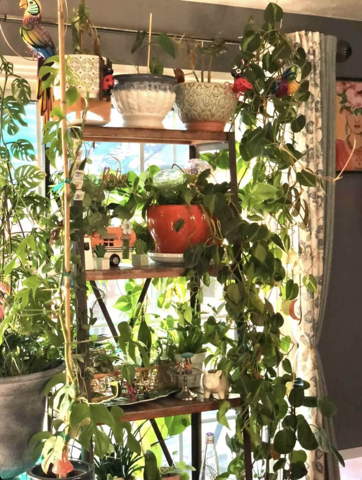 Aesthetic Plant Room - Many potted indoor plants on a ladder shelf in the dining room - Photo courtesy of @lachulachuleta on Instagram