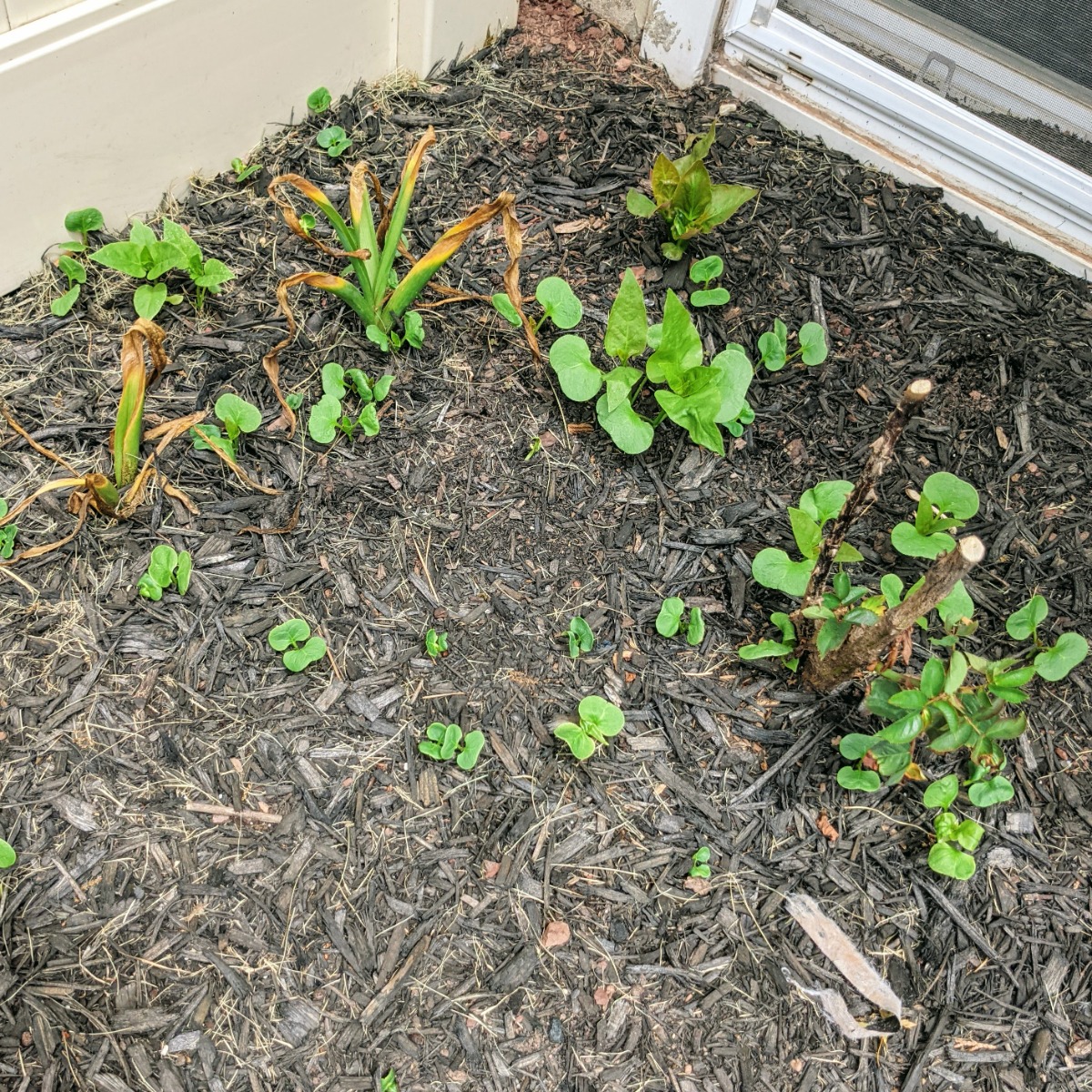 Lots of Four o'clock seedlings growing in a corner garden 