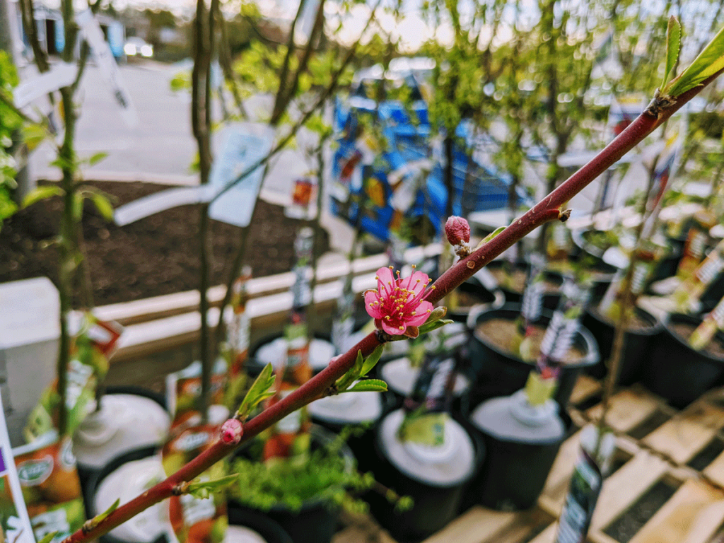 Peach tree and other fruit trees for sale at Lowes - Pink blossom photographed in May