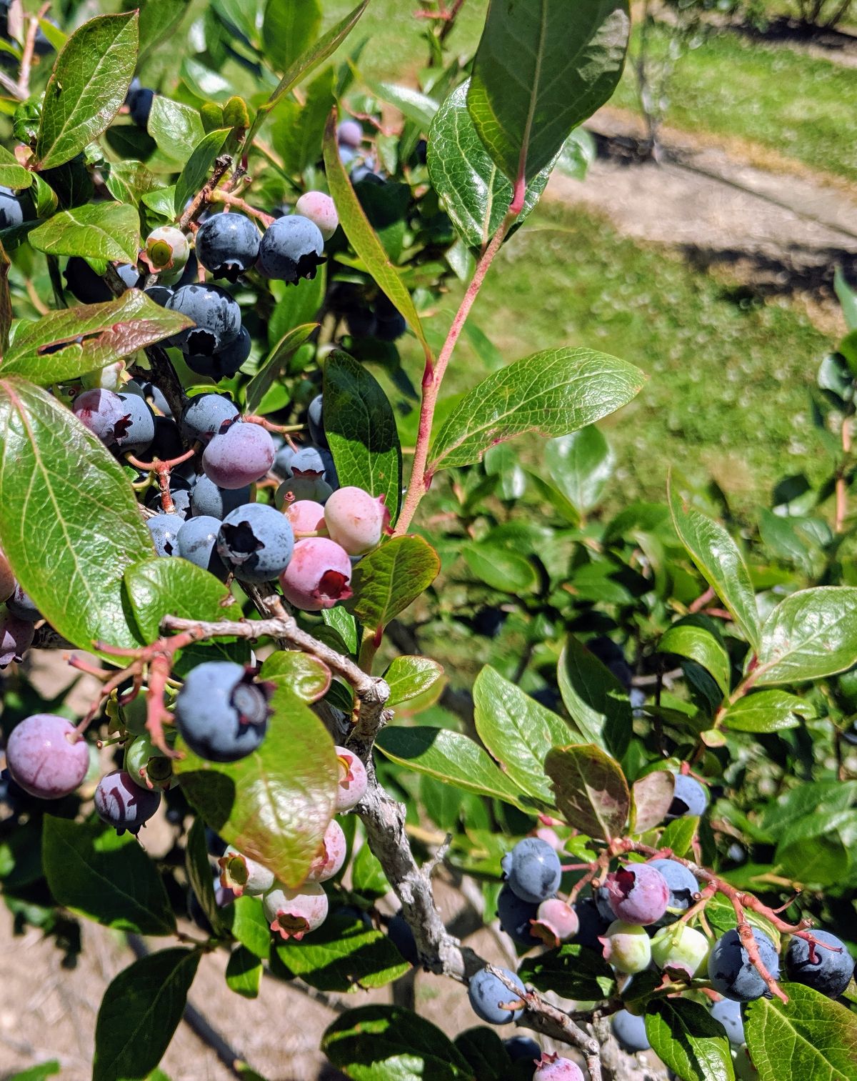 blueberry bush filled with fruit at a berry orchard in New Jersey