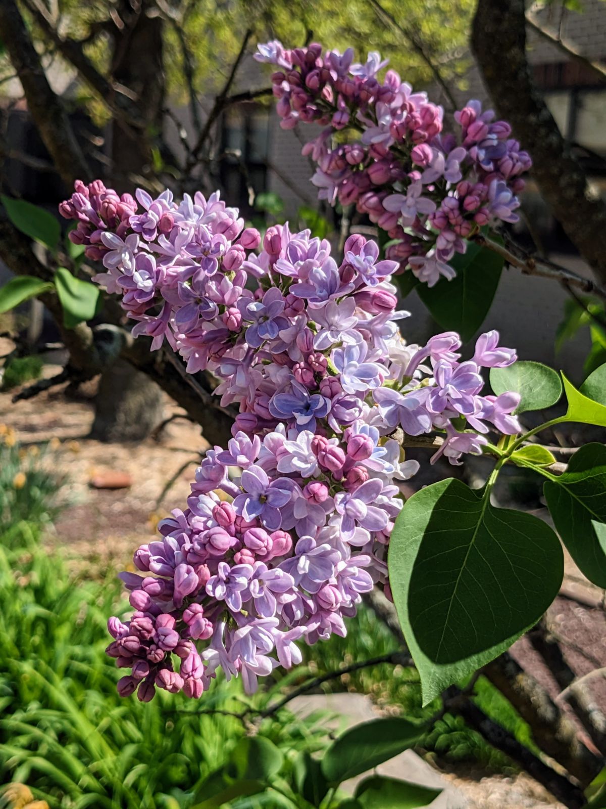 Purple Lilac tree in full bloom outside of school