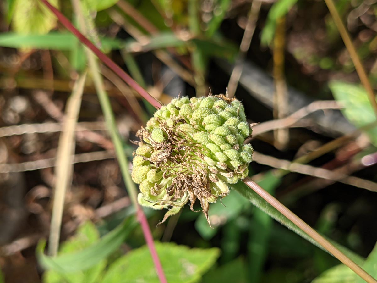 Green, dead flower head