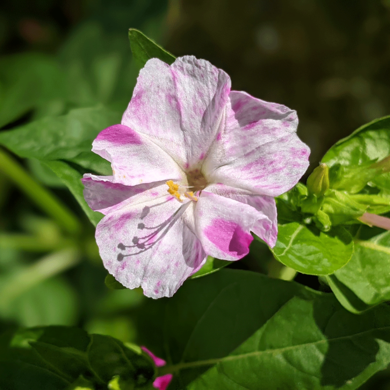 Four O’clock Flowers: Growing from Seeds and Bulbs