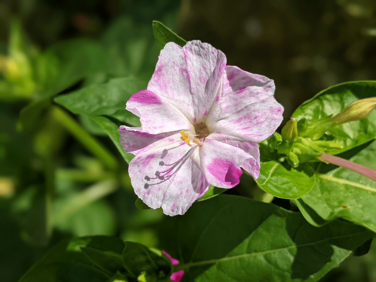 Broken Colors Four O'clock Flower in Pink and White in our garden