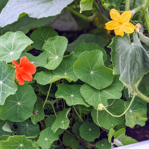 Growing Nasturtium in Vegetable Garden Spaces