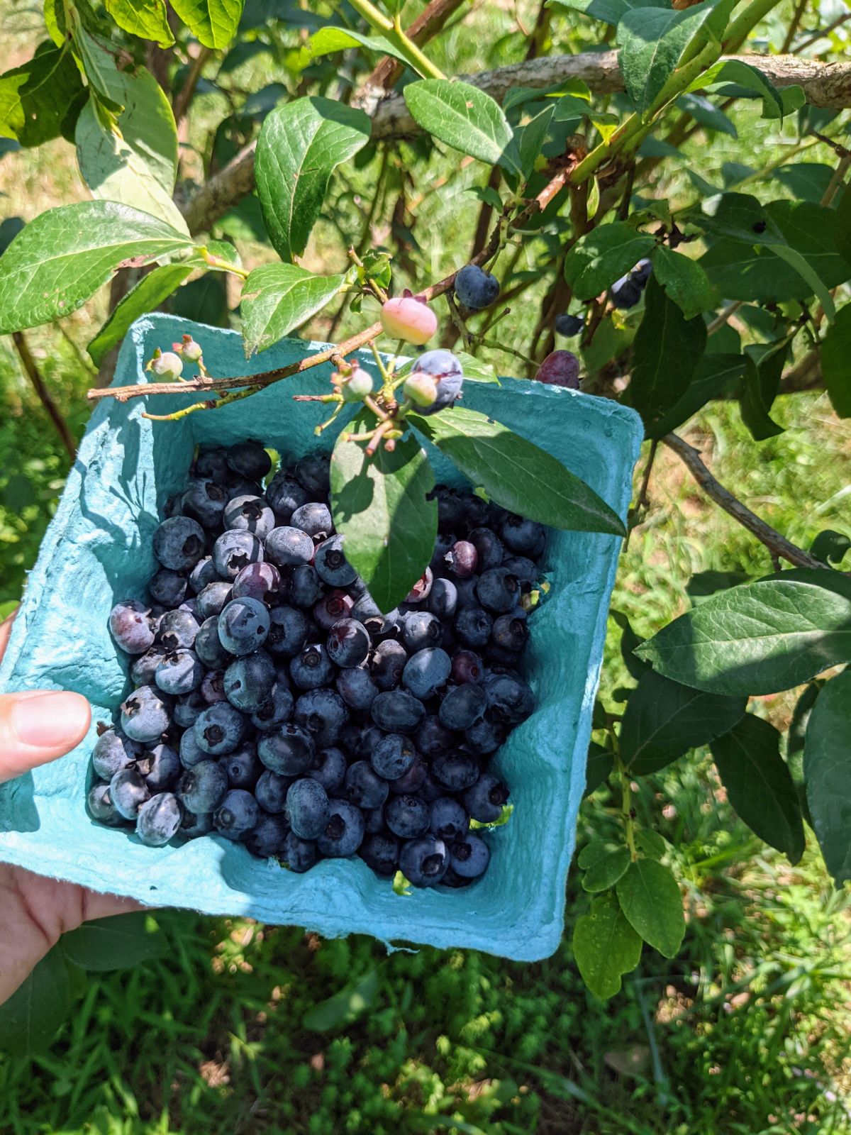 Carton of hand-picked blueberries from an orchard in Collegeville, PA