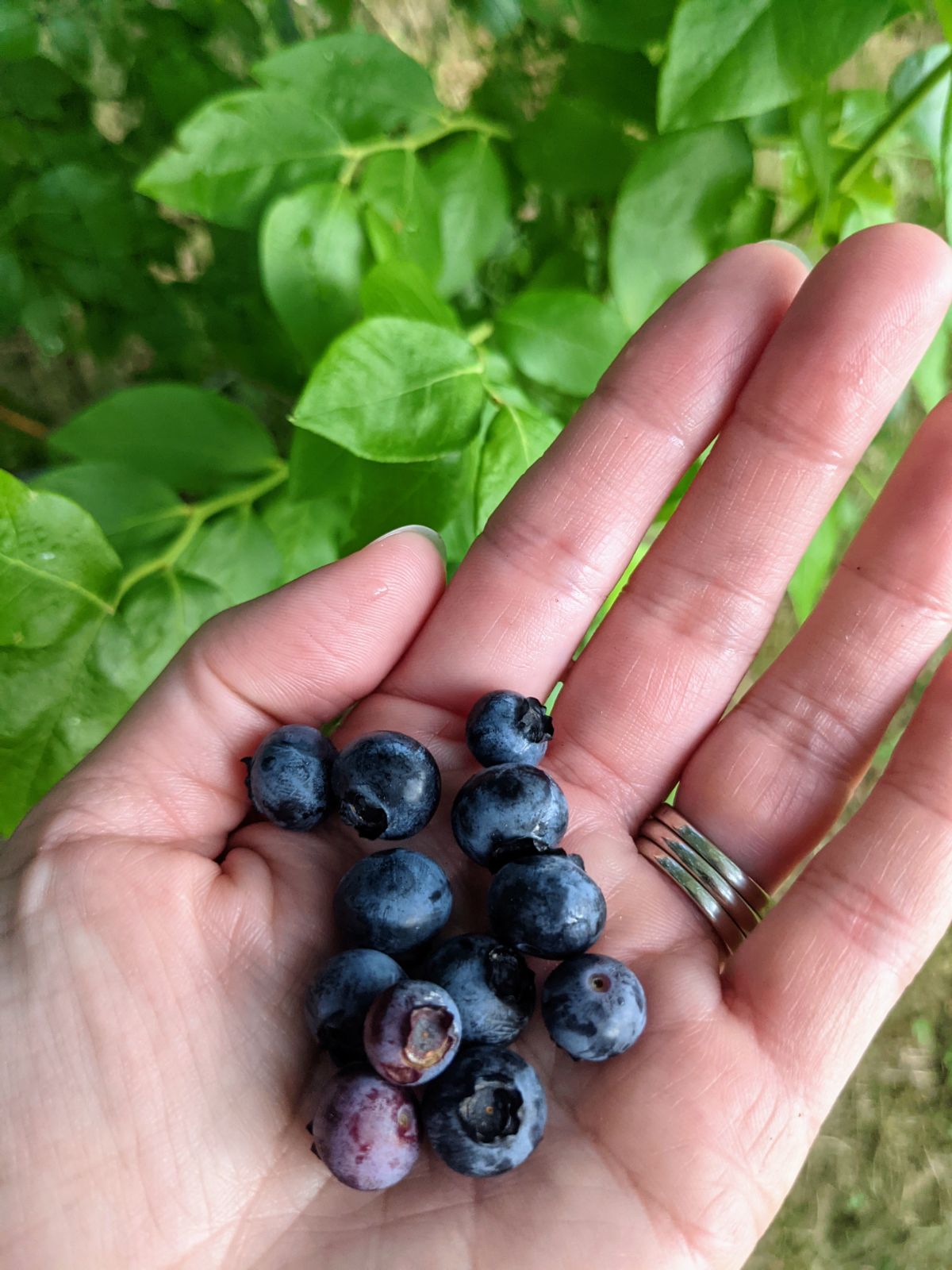 Handful of blueberries from the bushes in our garden in 2022