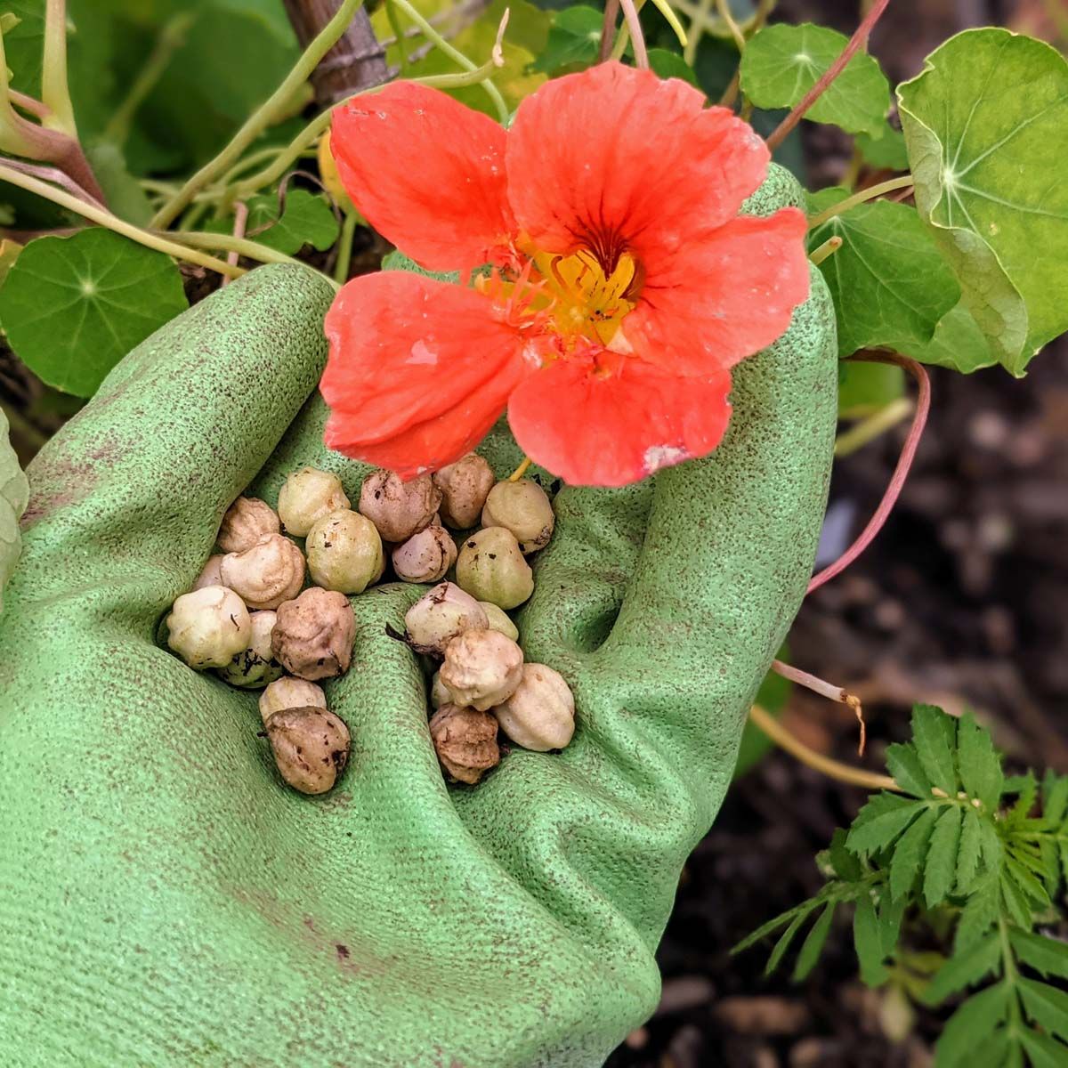 Green garden glove holding lots of nasturtium seeds and a coral nasturtium flower