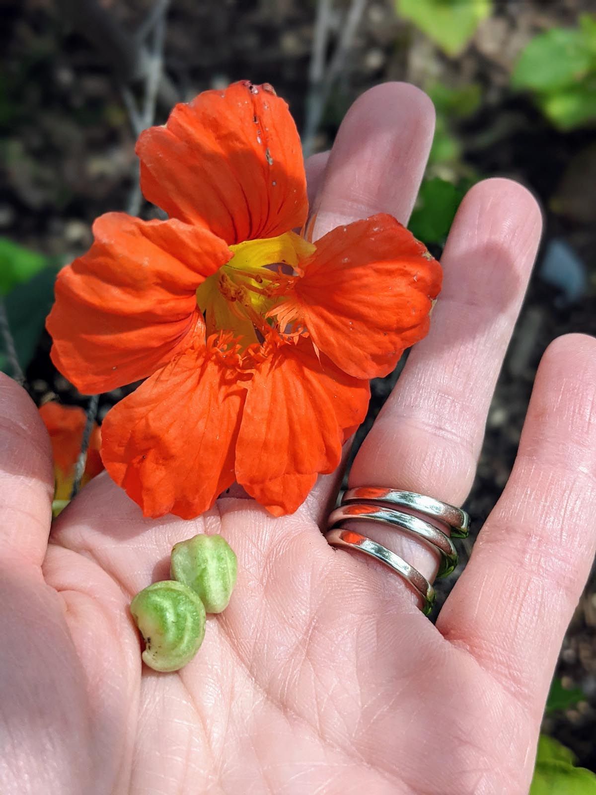 Hand holding green nasturtium seeds from orange flower.