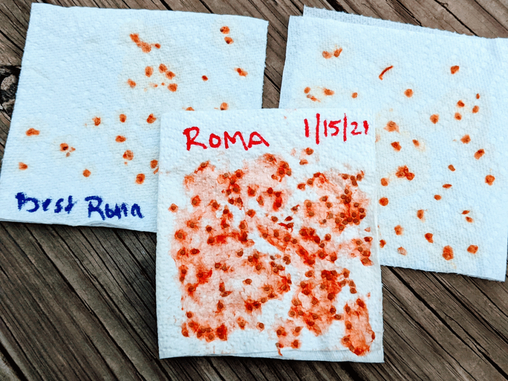 How to Save Tomato Seeds - Paper Towels with Seeds and Labels