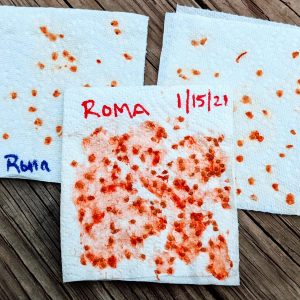 How to Save Tomato Seeds | 6 Simple Steps
