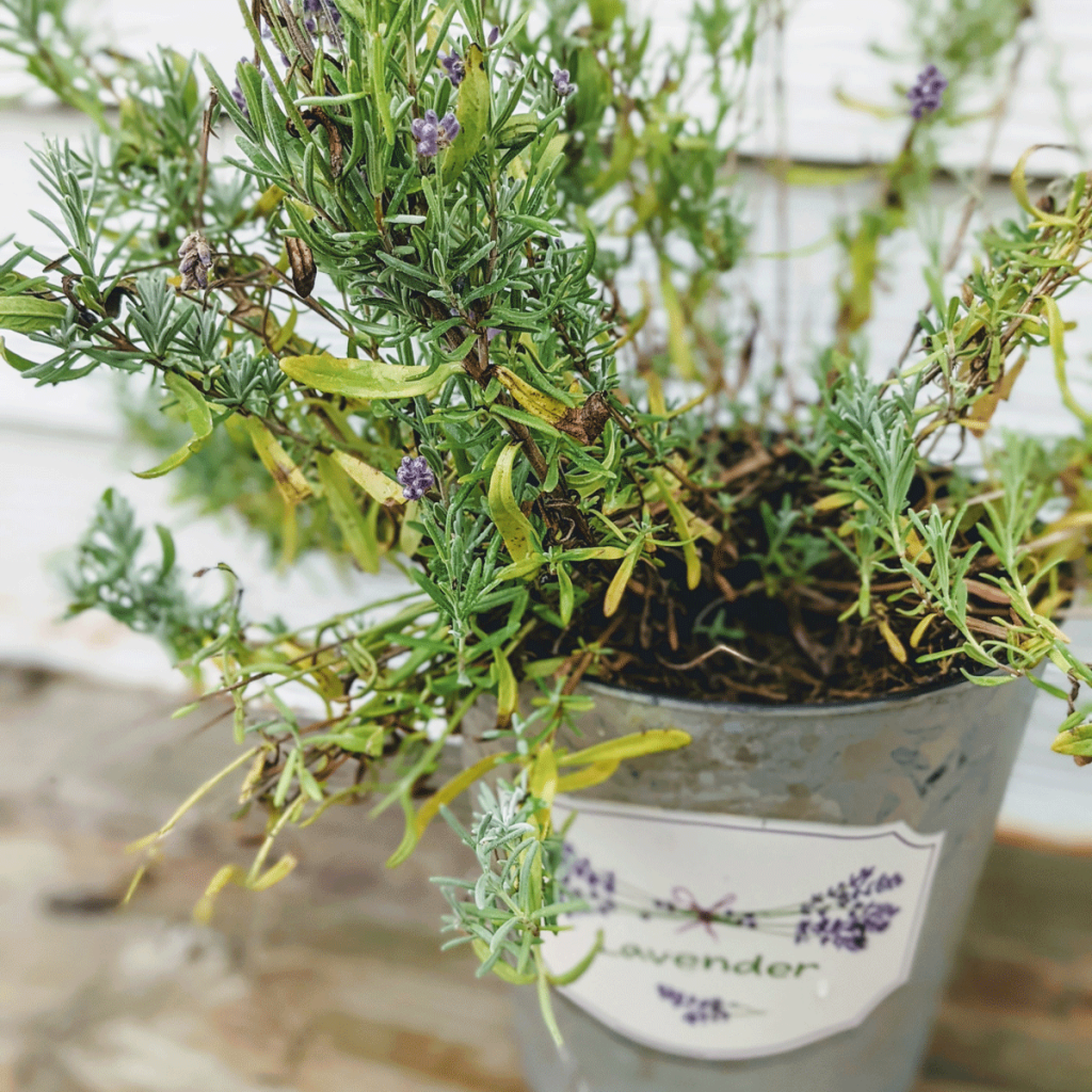 Potted Lavender in a post about Lavender Companion Plants