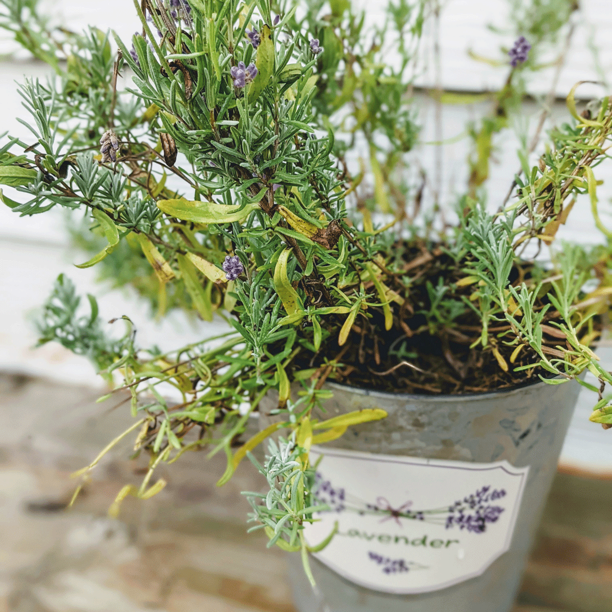 Image of Lavender companion plant for helichrysum