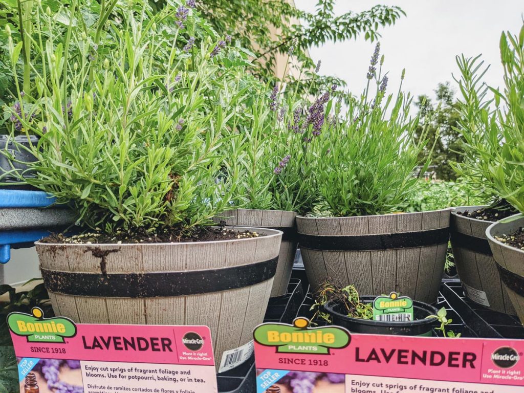 Lavender for sale in mini whiskey barrel planters at Lowes