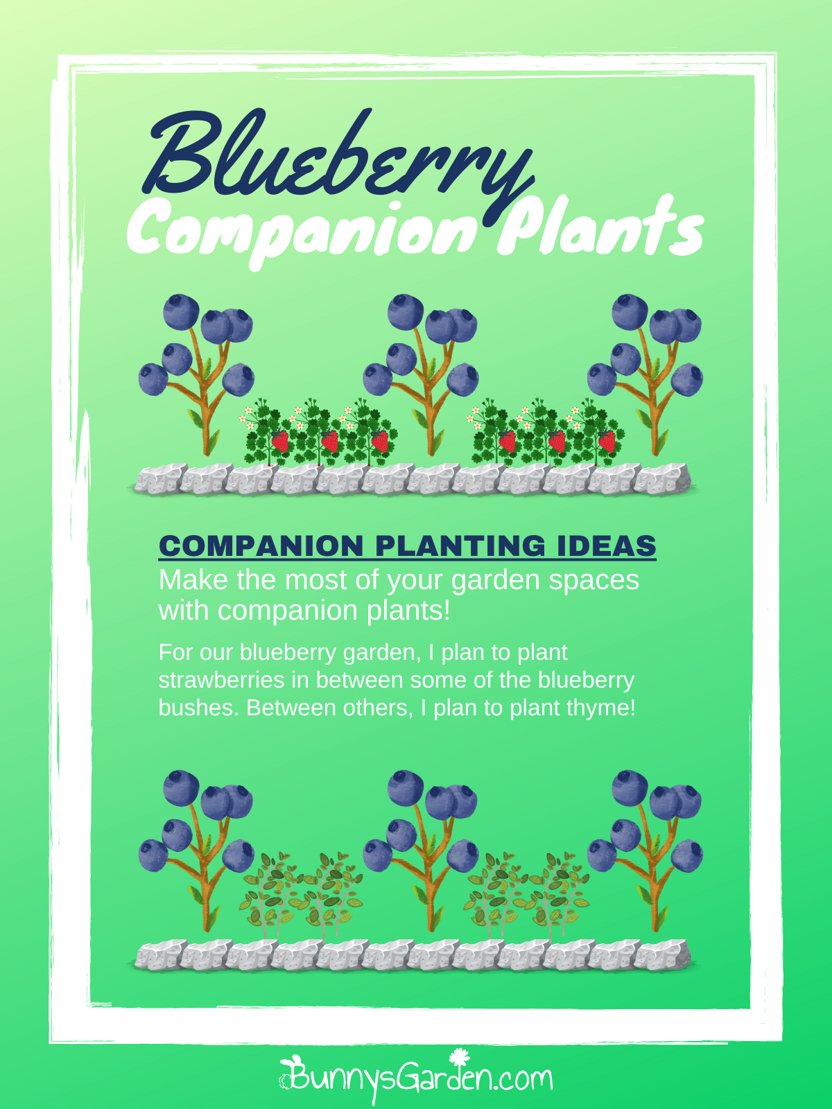 Blueberry Companion Planting Plan diagram featuring strawberries and thyme in between blueberry plants