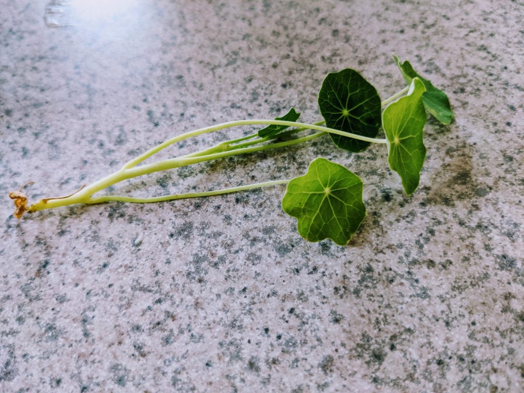 Broken piece of nasturtium plant lying on counter top